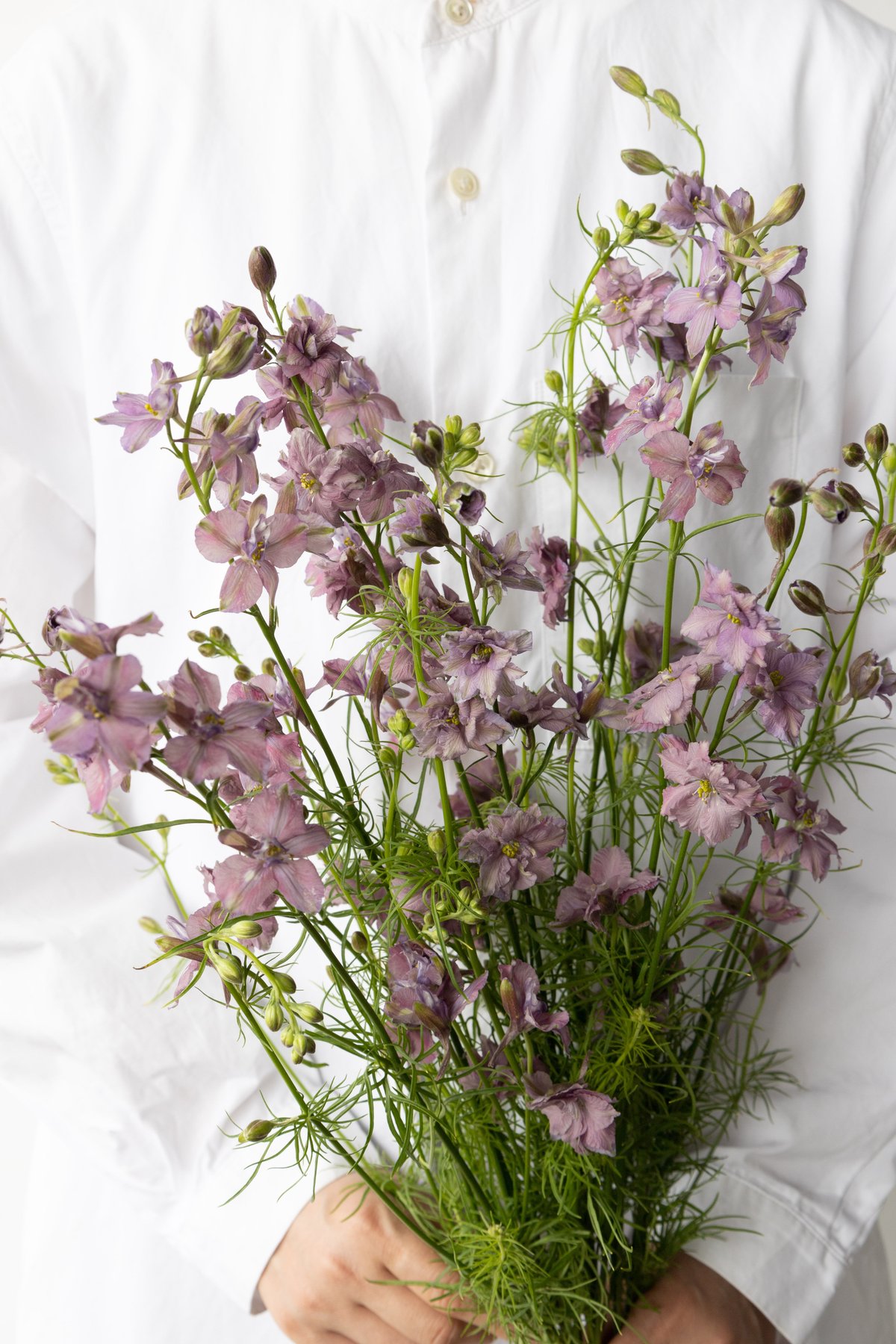 ラクスパー「ミスティラベンダー」 | tokyo_shokubutsu_zufu