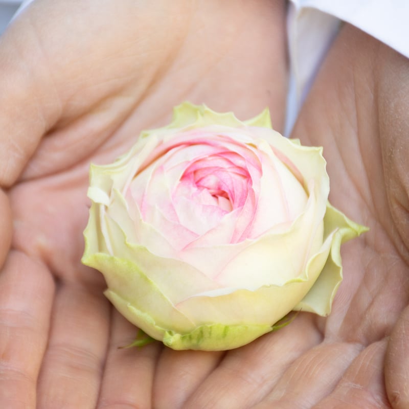 バラ「アルヌワブラン＆ブライダルマカロン」 | tokyo_shokubutsu_zufu