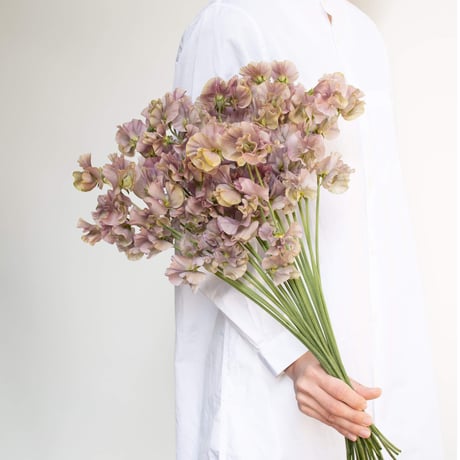 CATEGORY スイトピー | tokyo_shokubutsu_zufu