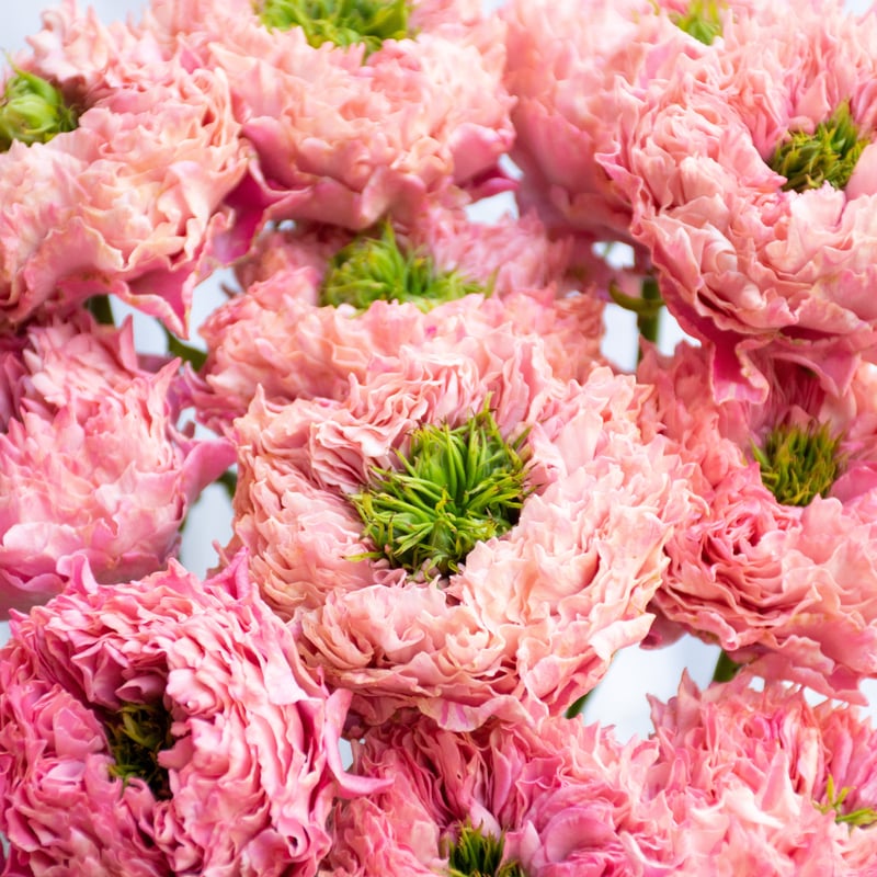 バラ 挿し木苗　ショコラR milky オール4 Pu ゆ春Orange バラ 挿し木苗 ショコラR milky オール4 Pu ゆ春Orange様専用