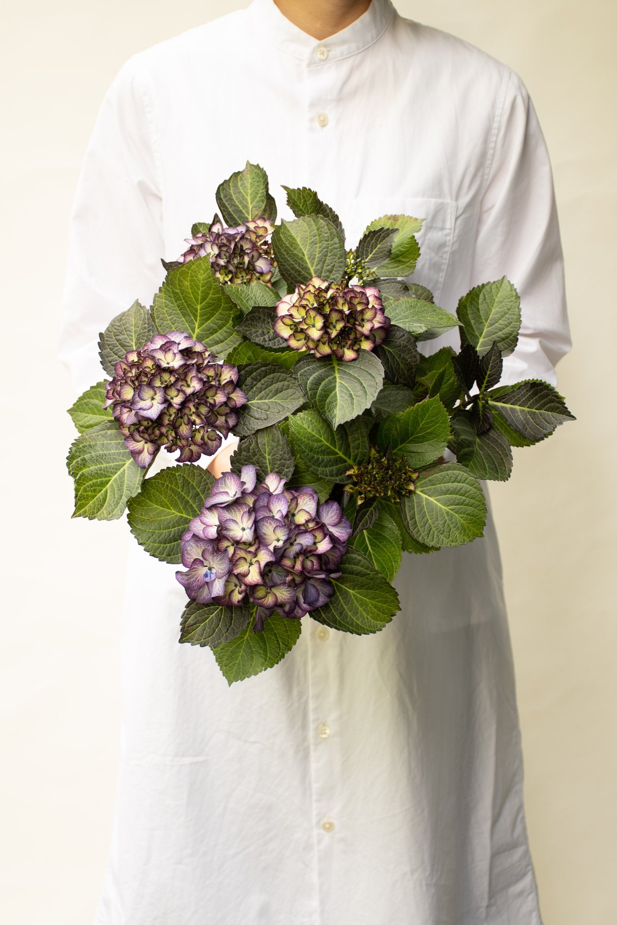 ニーレンベルギア　限定　紫陽花　アジサイ　スズキ農園　ブラックジュエリー 訳あり 紫陽花 アジサイ スズキ農園 ブラックジュエリー 5号 一