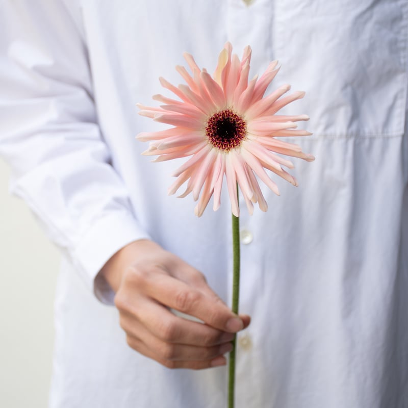 ガーベラ「パスティーニシエナ＆ぺサロ」 | tokyo_shokubutsu_zufu