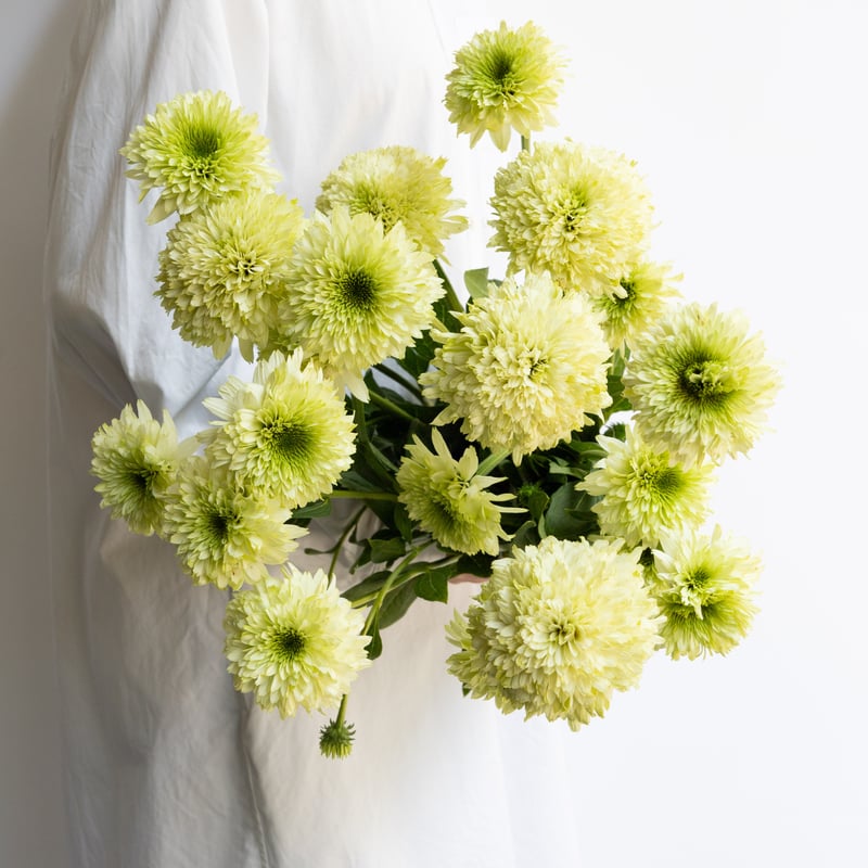 堀田さんのエキナセア | tokyo_shokubutsu_zufu