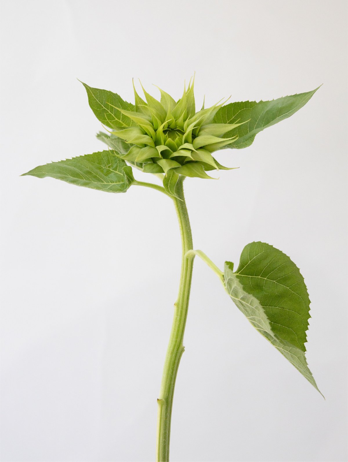 ヒマワリ「グリーンヒル」 | tokyo_shokubutsu_zufu