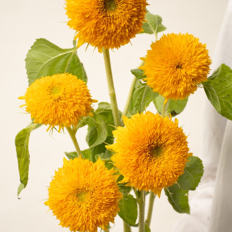 ヒマワリ「テディベア」 | tokyo_shokubutsu_zufu