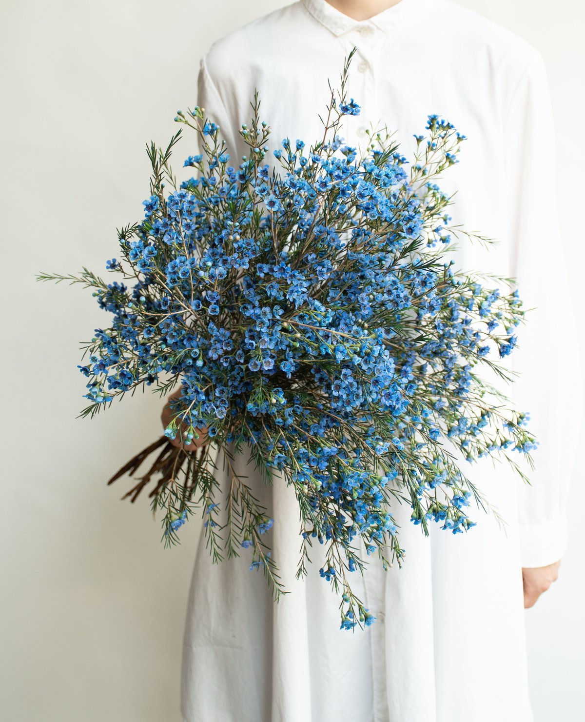 ジェダイスプラッシュプルーフデカールフラワー ワックスフラワー 「ティントブルー」 | tokyo_shokubutsu_zufu