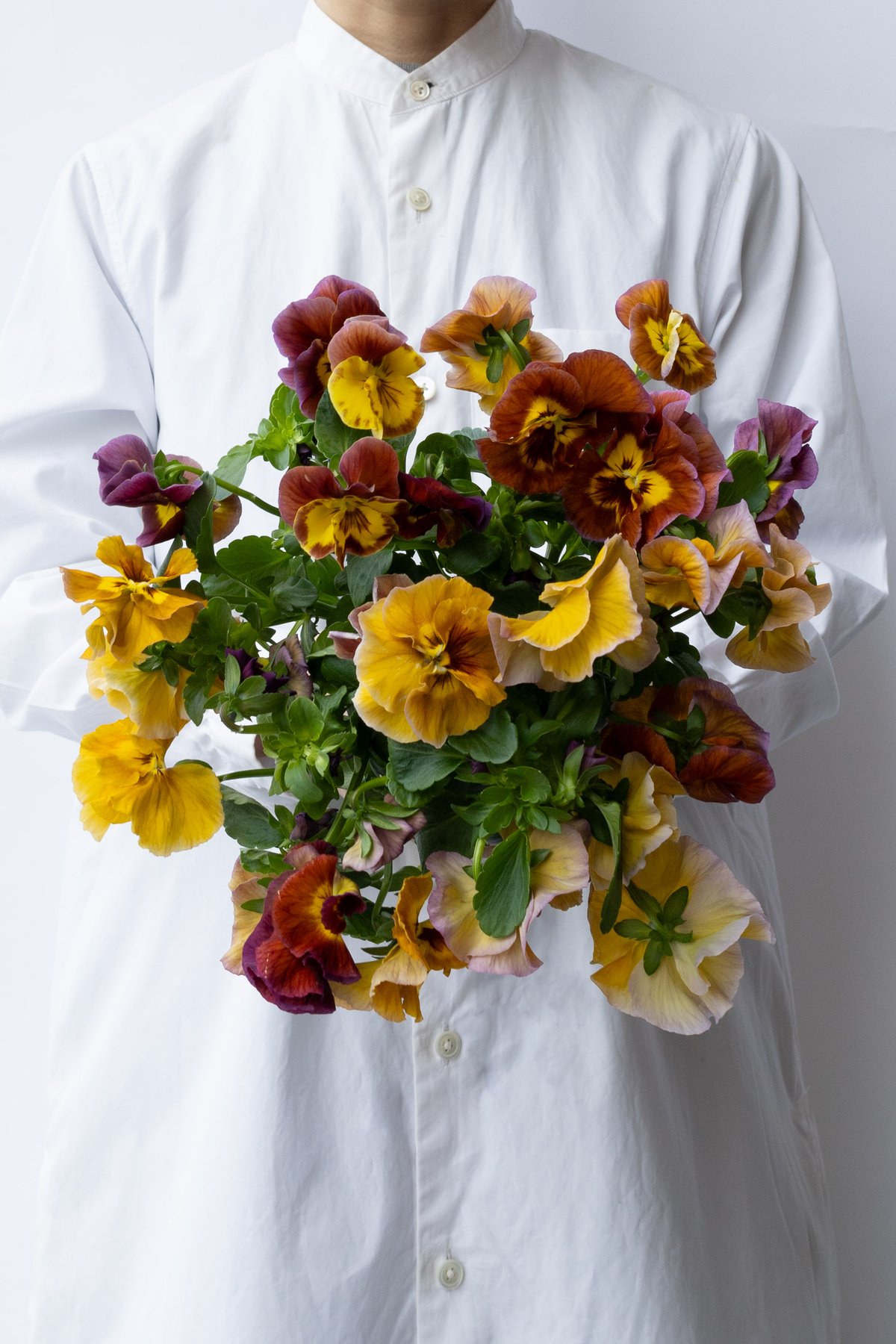 パンジー花柄 ガラスのぼんぼり 739-FPA656.jpg?1