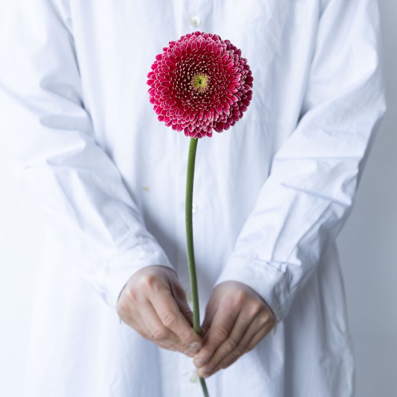 ガーベラ ガーベラ「ジェイジェイ」「リモリモ」 | tokyo_shokubutsu_zufu