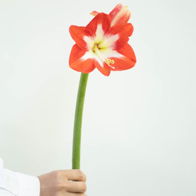 アマリリスミネルバ　現状 アマリリスミネルバ 現状 - メルカリ