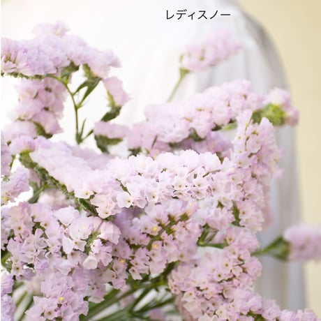 宮本さんの「スターチス」1