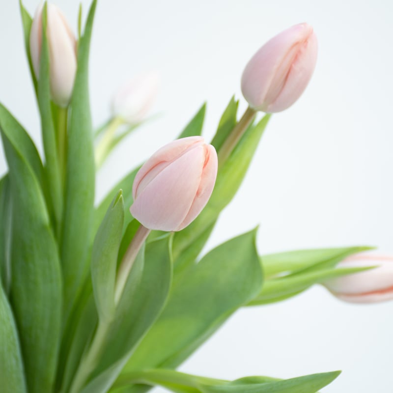 チューリップ「タイス」 | tokyo_shokubutsu_zufu