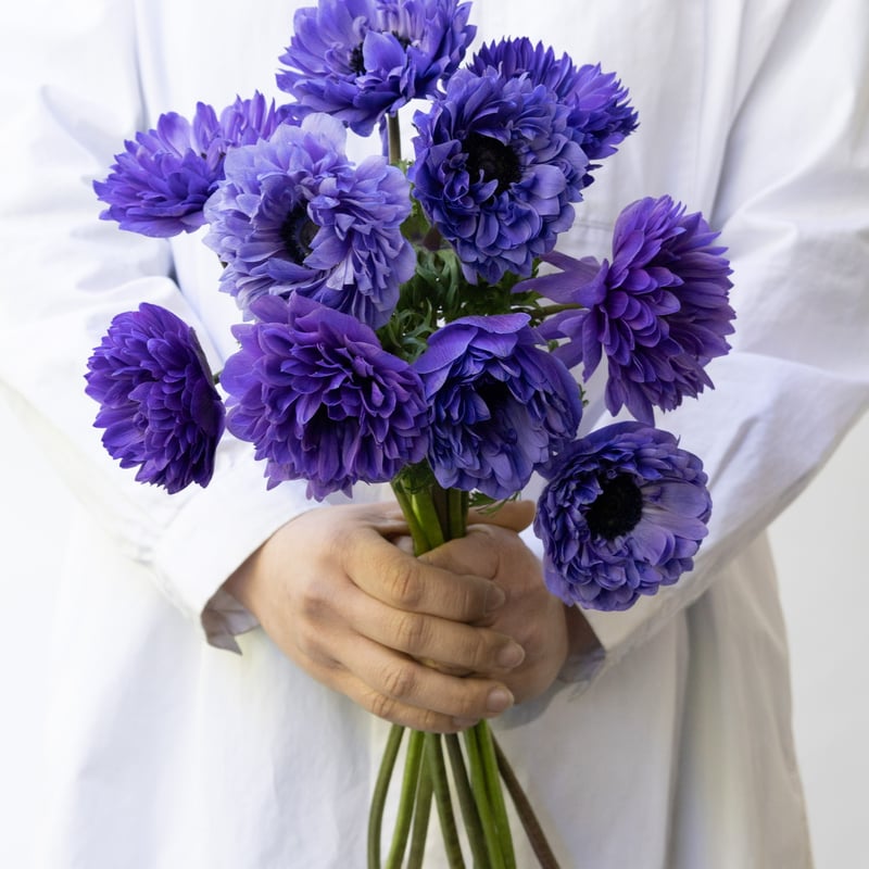 アネモネ「凜々花MIX」 | tokyo_shokubutsu_zufu