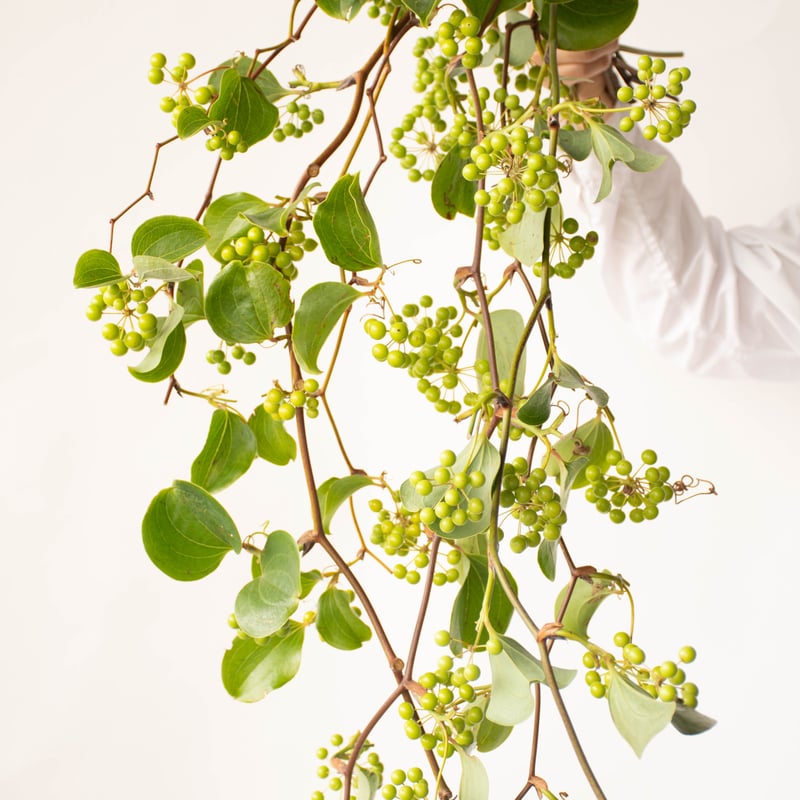 商品確認用・サンキライ サンキライ | tokyo_shokubutsu_zufu