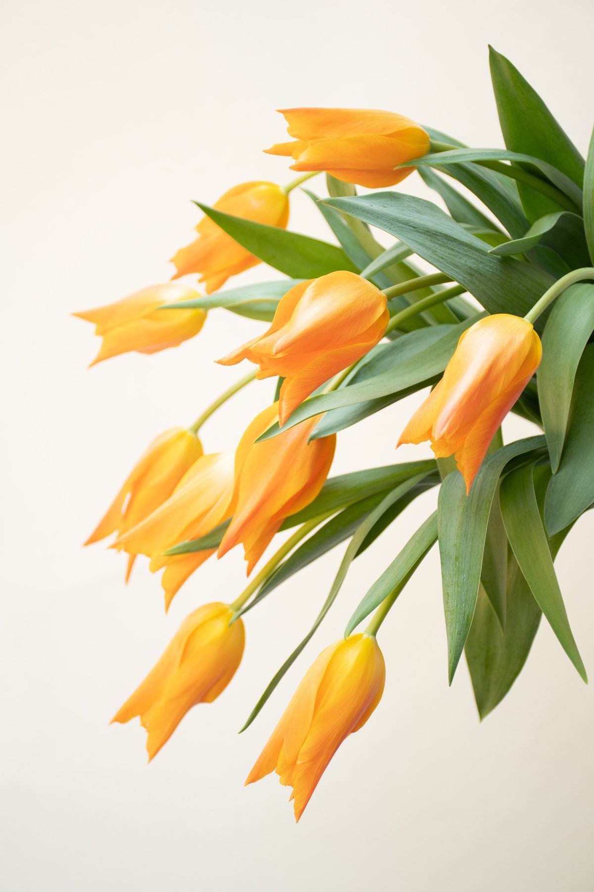 チューリップ「バレリーナ」 | tokyo_shokubutsu_zufu