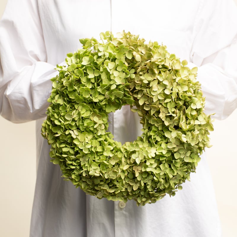 アナベル「グリーン」 | tokyo_shokubutsu_zufu