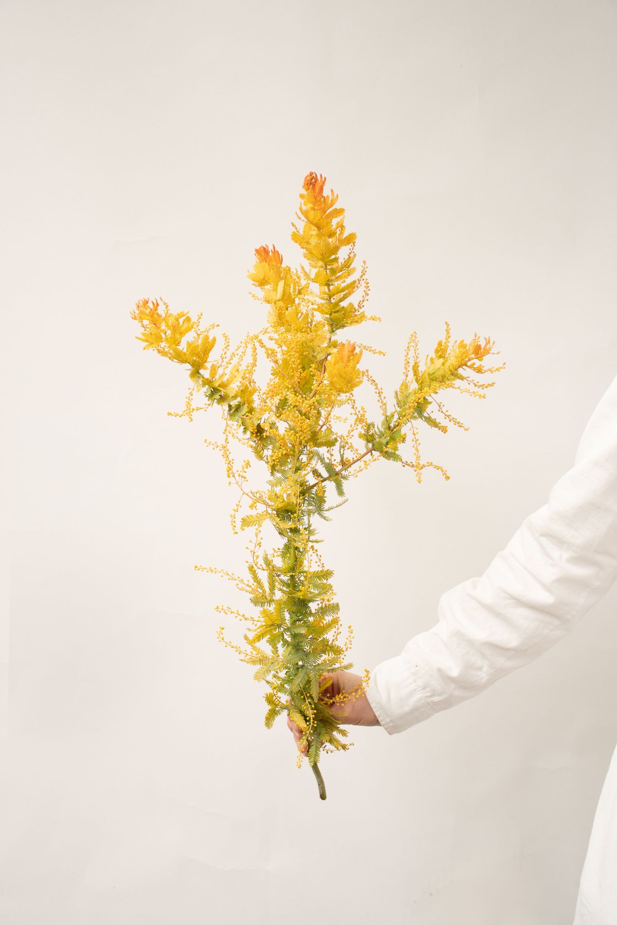 アカシア「赤葉＆金葉アカシア」 | tokyo_shokubutsu_zufu