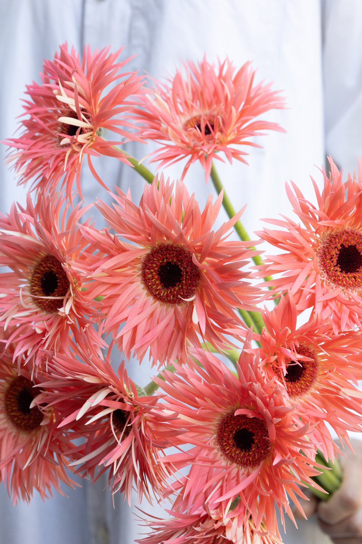 ガーベラ「センシーニ」 | tokyo_shokubutsu_zufu