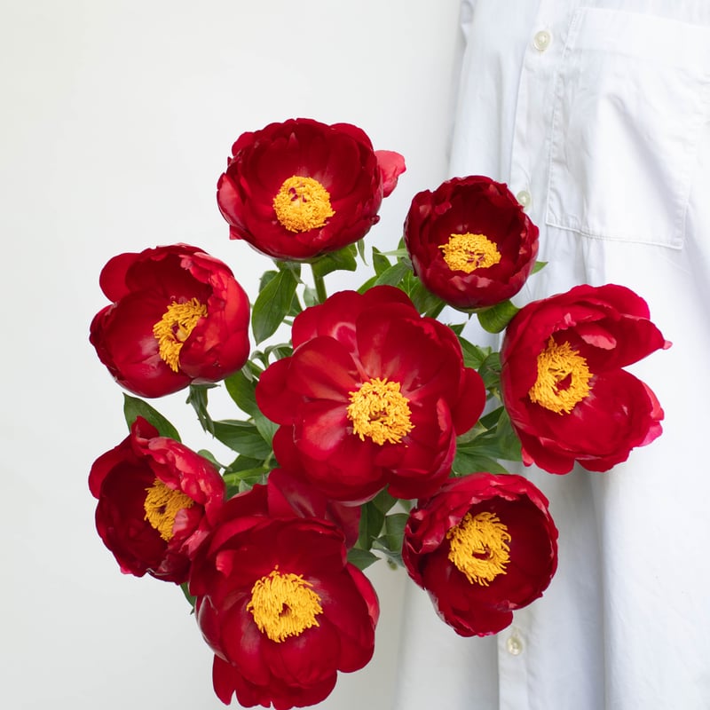 シャクヤク「レッドレッドローズ」 | tokyo_shokubutsu_zufu