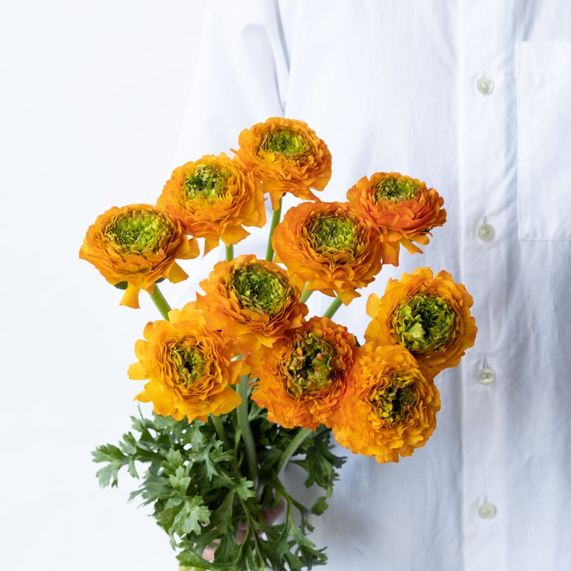 ラナンキュラス「ちほのひなた」 | tokyo_shokubutsu_zufu