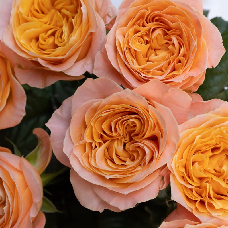 バラ「ビーハイブ」 | tokyo_shokubutsu_zufu