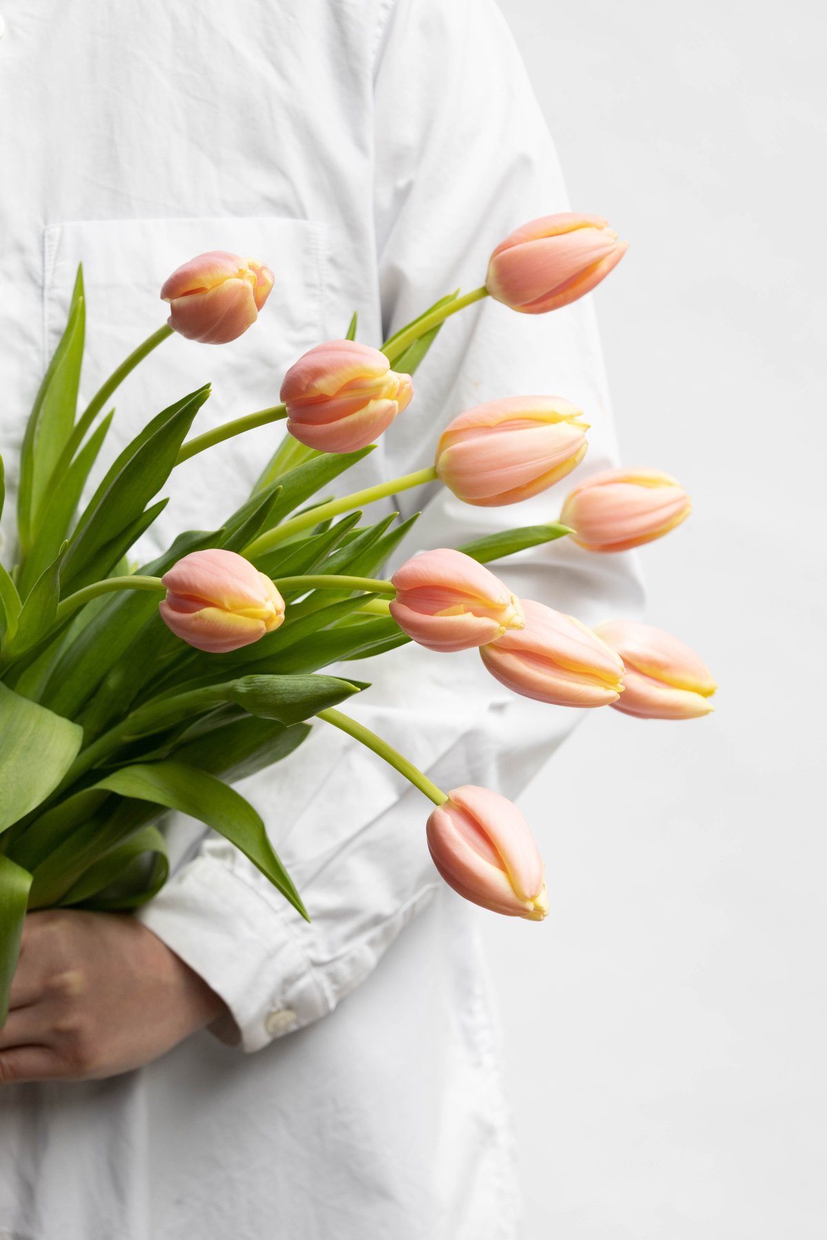 チューリップ「マンゴーチャーム」 | tokyo_shokubutsu_zufu