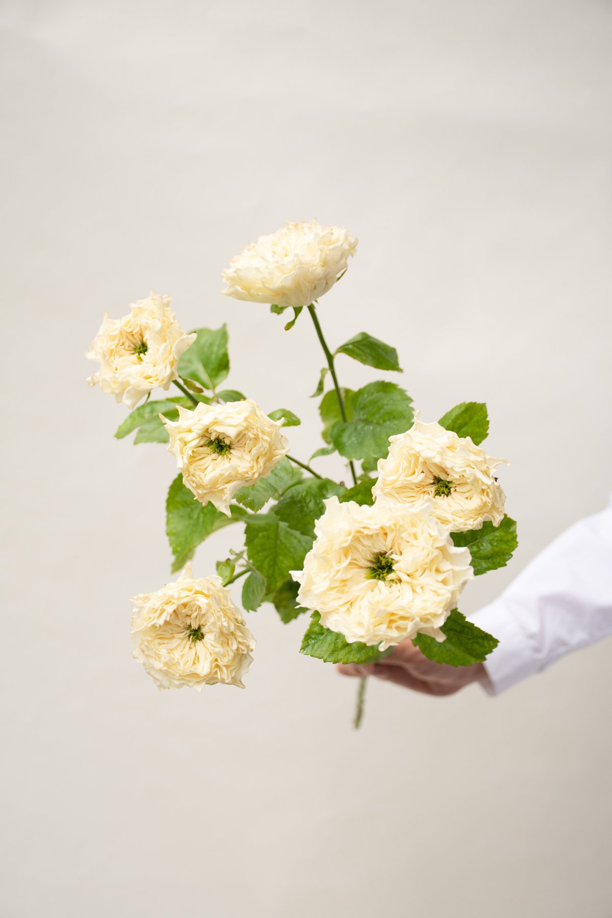 ばらエレガント4 ばらエレガント4 2025 Ninja ZX-4R 適合製品情報🚩 最新型式の #ZX4R