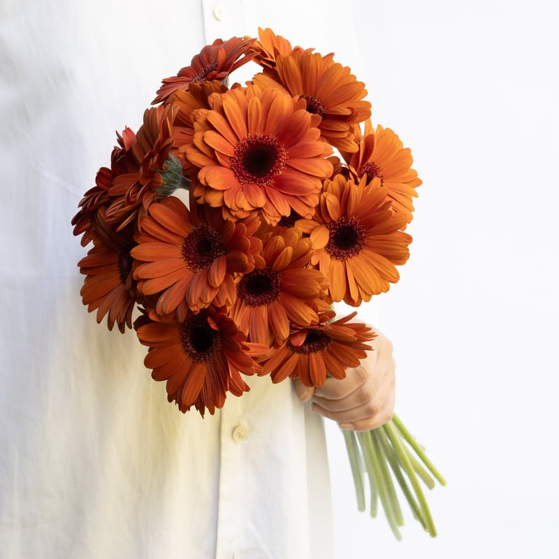 らいきブラハウス割烹着4着（くまさん、草花、ひつじさん、ガーベラ） ガーベラ「ブラウニー」 | tokyo_shokubutsu_zufu