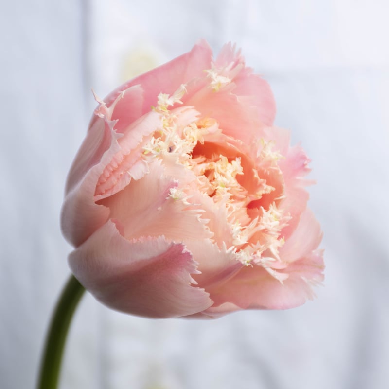 チューリップ「ピンクマジック」 | tokyo_shokubutsu_zufu