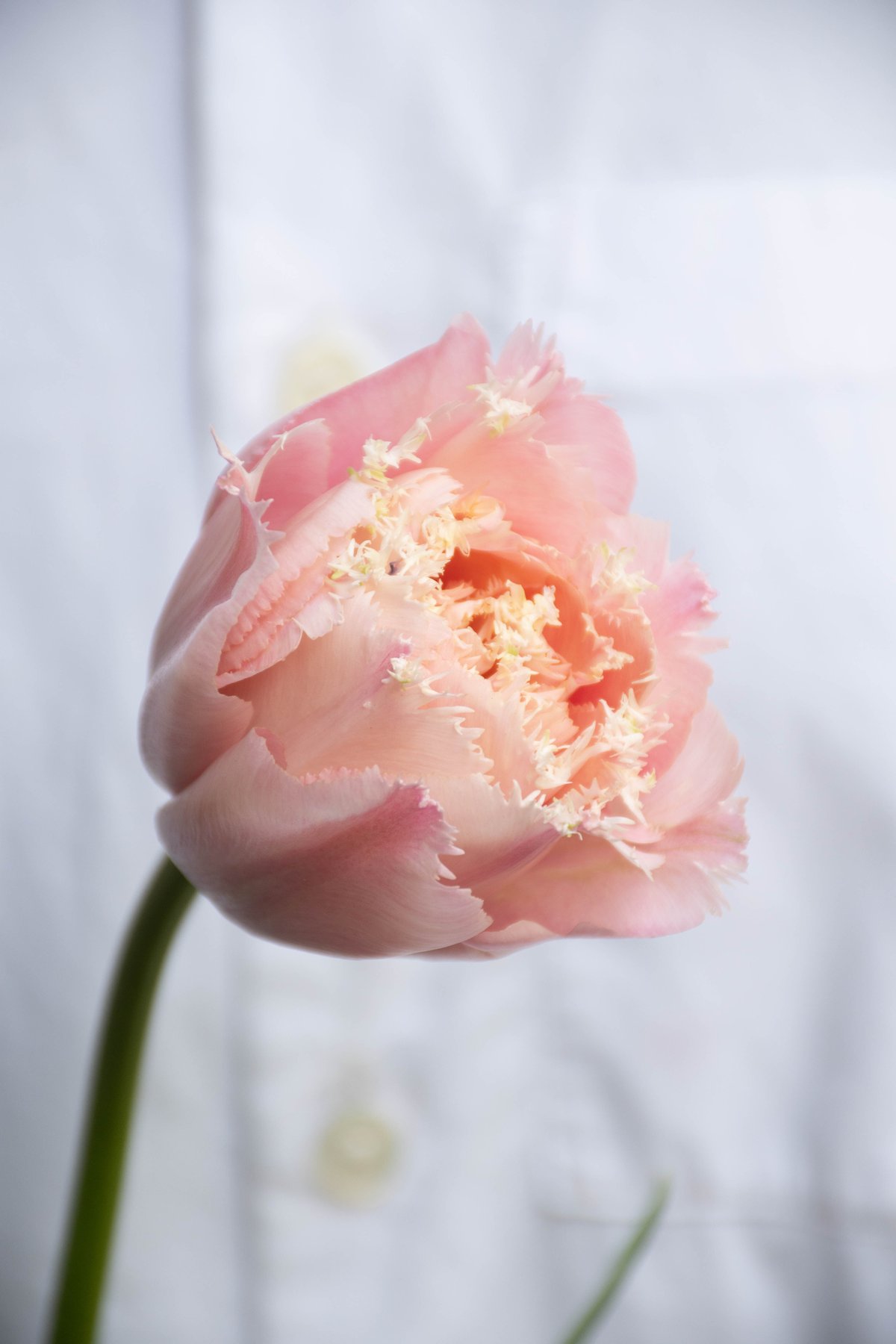 チューリップ「ピンクマジック」 | tokyo_shokubutsu_zufu