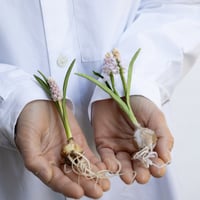 feltico×東京植物図譜「ムスカリのブローチ＋球根ミックス」