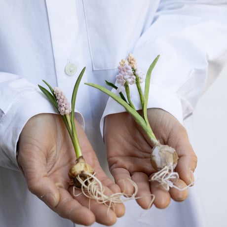 feltico×東京植物図譜「ムスカリのブローチ＋球根ミックス」