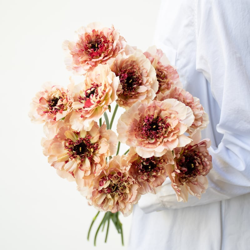 ラナンキュラス「シャルロットミックス」 | tokyo_shokubutsu_zufu