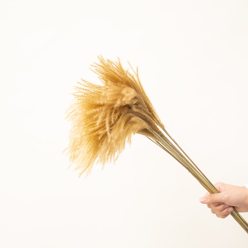 Sale　c  ススキドライフラワー　オギ　ヨシ Salec ススキドライフラワーオギヨシ