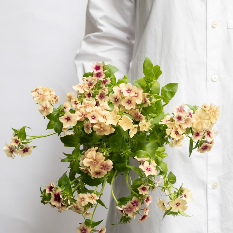 フロックス「チェリーキャラメル」 | tokyo_shokubutsu_zufu