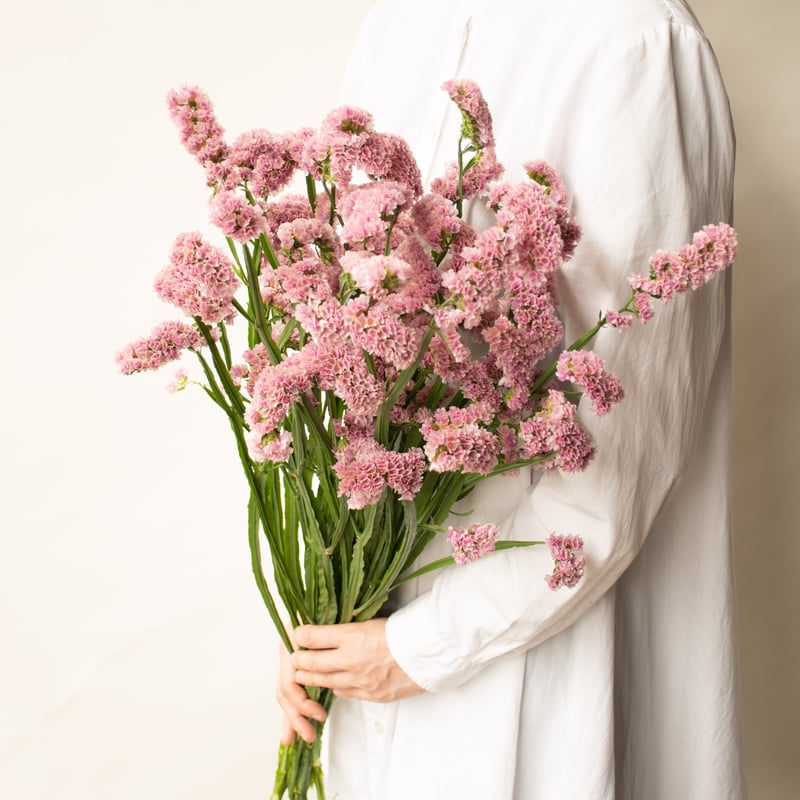 スターチス「ヴィンテージアッシュ」「ソロモン」「ピンクアッシュ