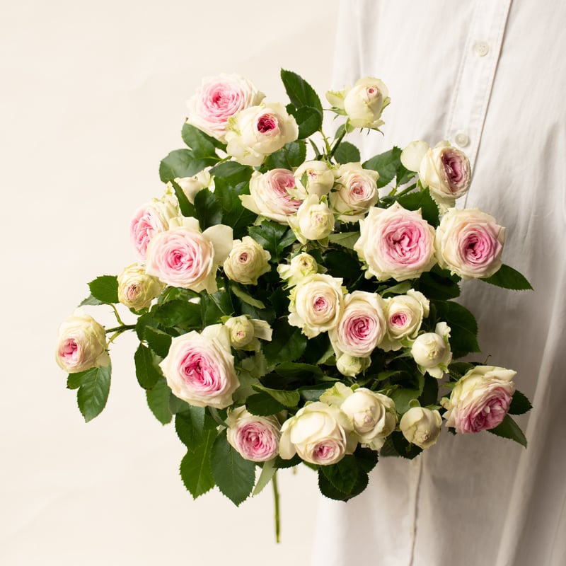 SPバラ「ジェラート」 | tokyo_shokubutsu_zufu