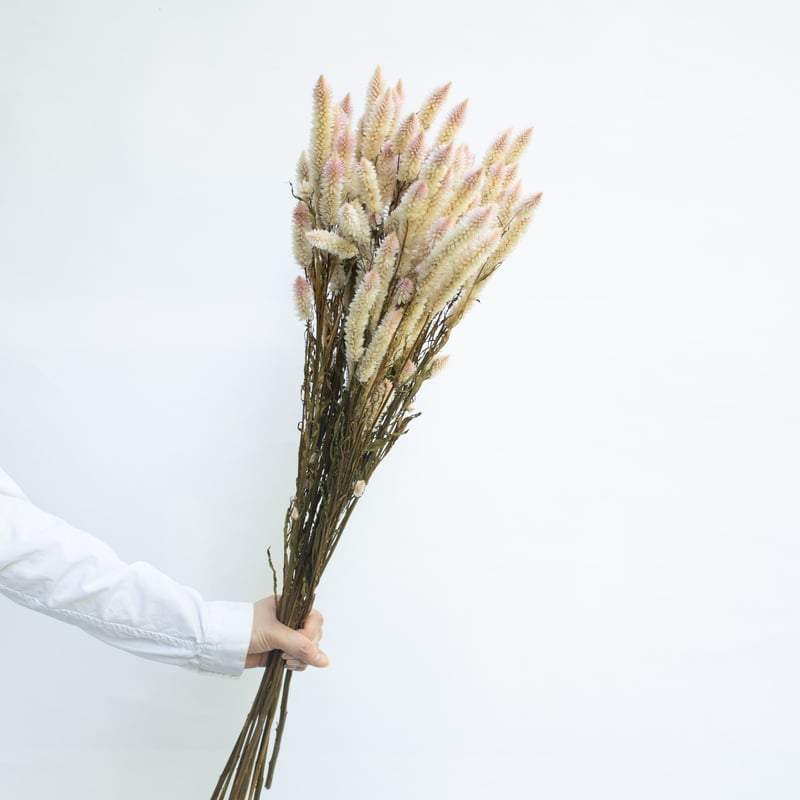 シャロンの花 シャロンの花」讃美歌Ⅱ192 - YouTube