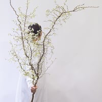 サクラ「湖上の舞」