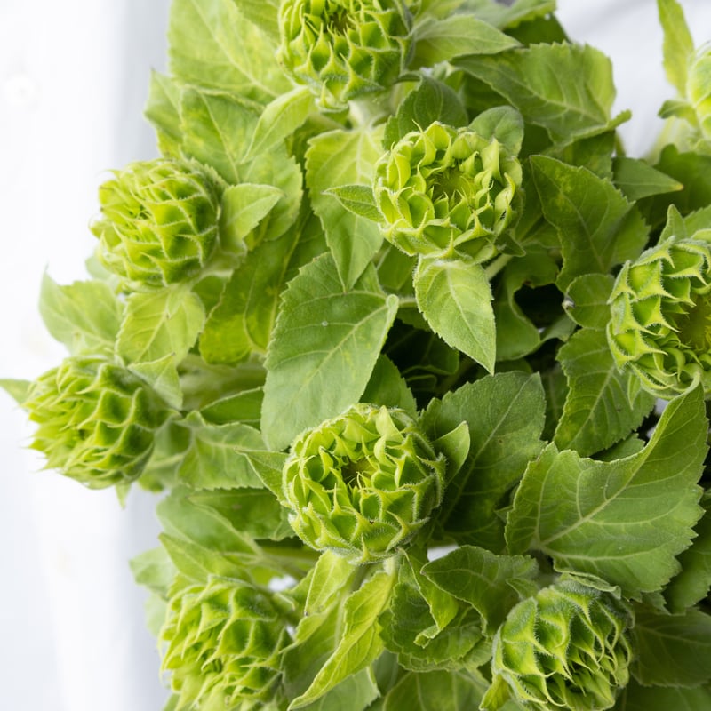 ヒマワリ「グリーンファイヤー」 | tokyo_shokubutsu_zufu