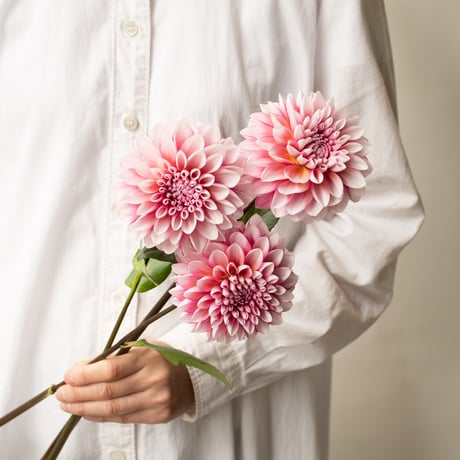ダリア「花夢」
