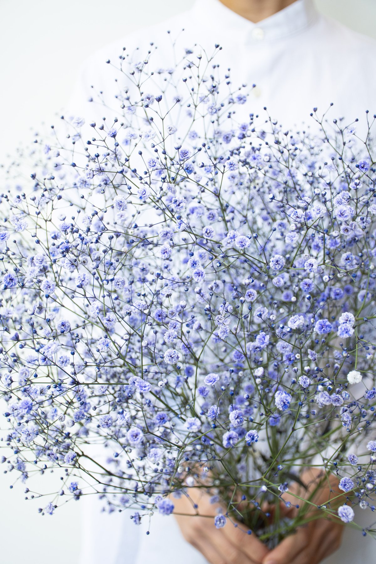 かすみ草「染め5色ミックス」 | tokyo_shokubutsu_zufu