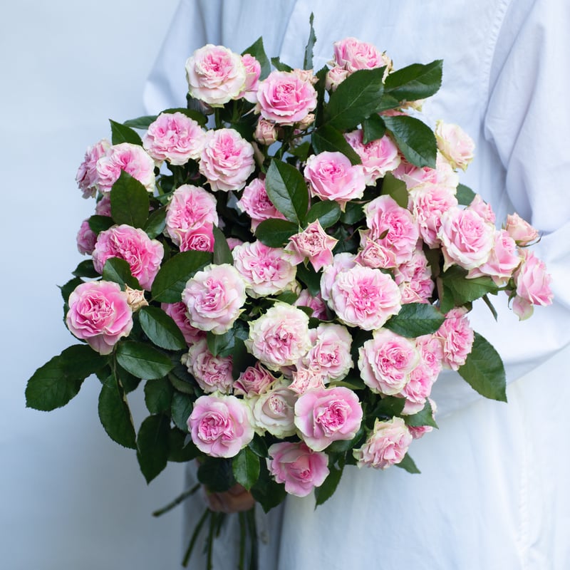 SPバラ「ブライダルマカロン」 | tokyo_shokubutsu_zufu