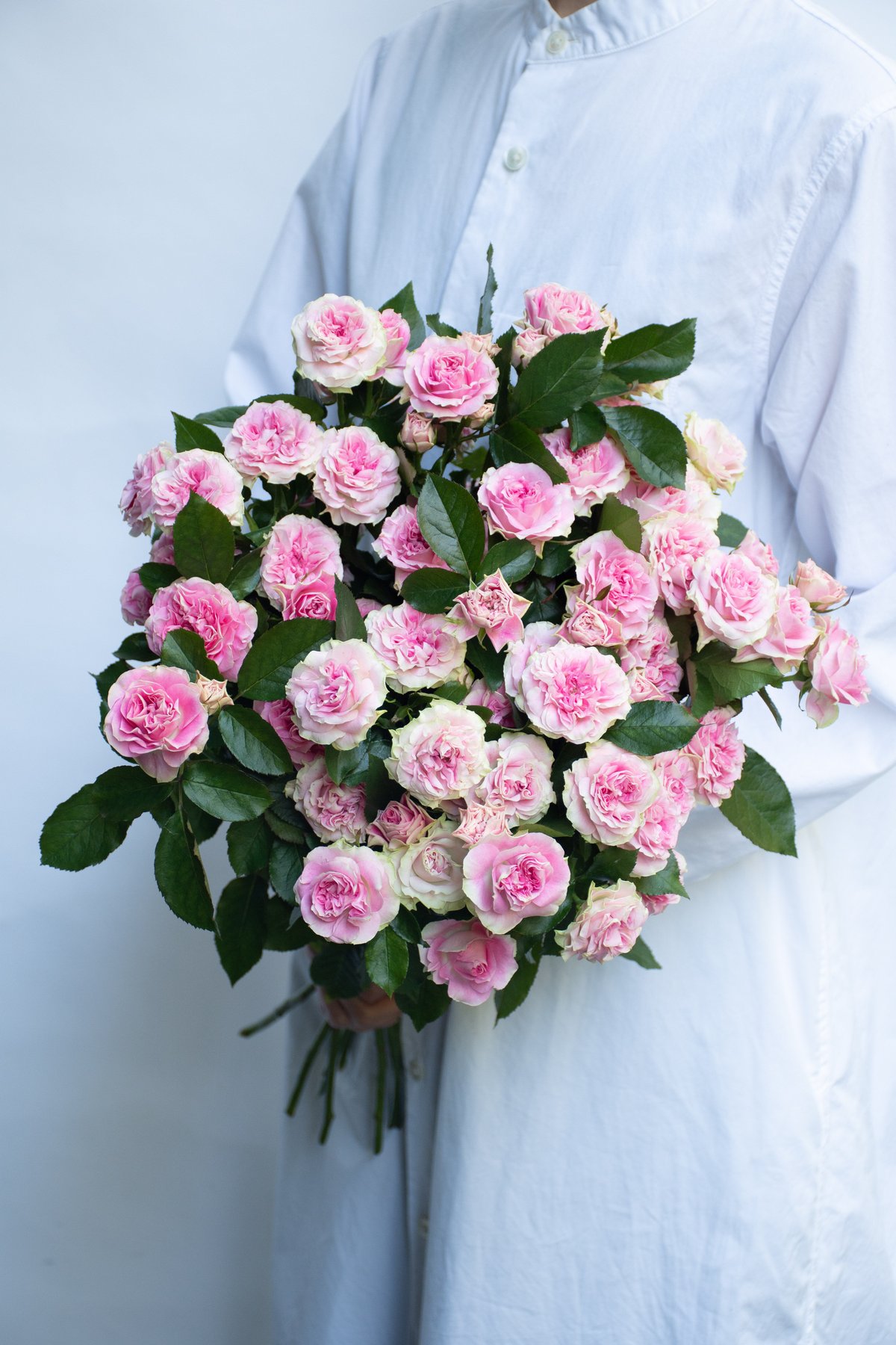 SPバラ「ブライダルマカロン」 | tokyo_shokubutsu_zufu