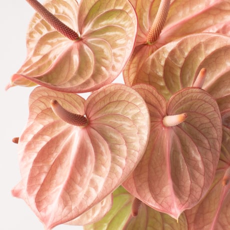 アンスリューム「マライケ」