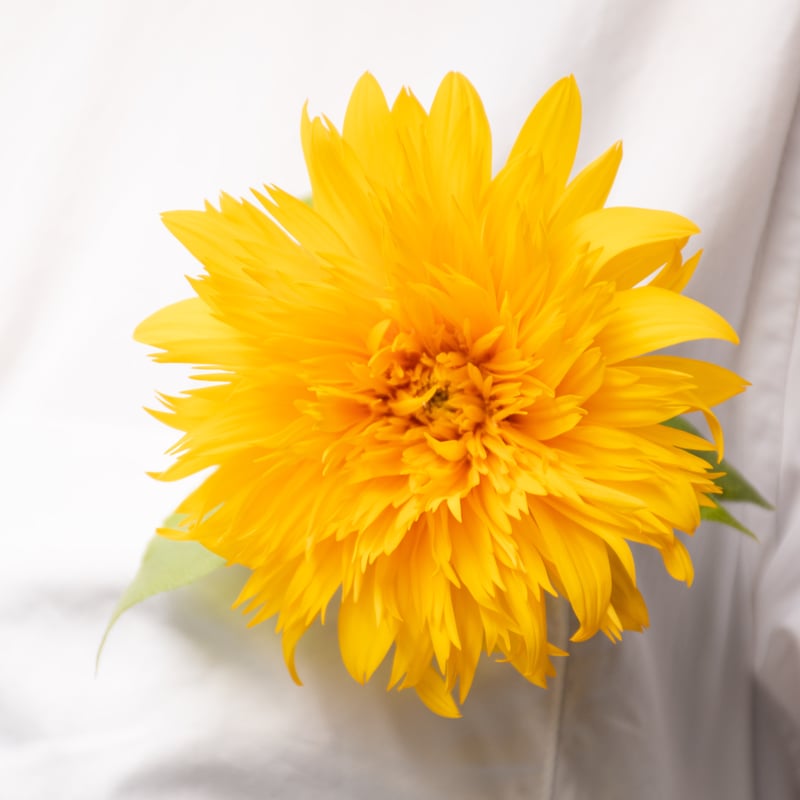 ヒマワリ「東北八重＆レモネード」 | tokyo_shokubutsu_zufu