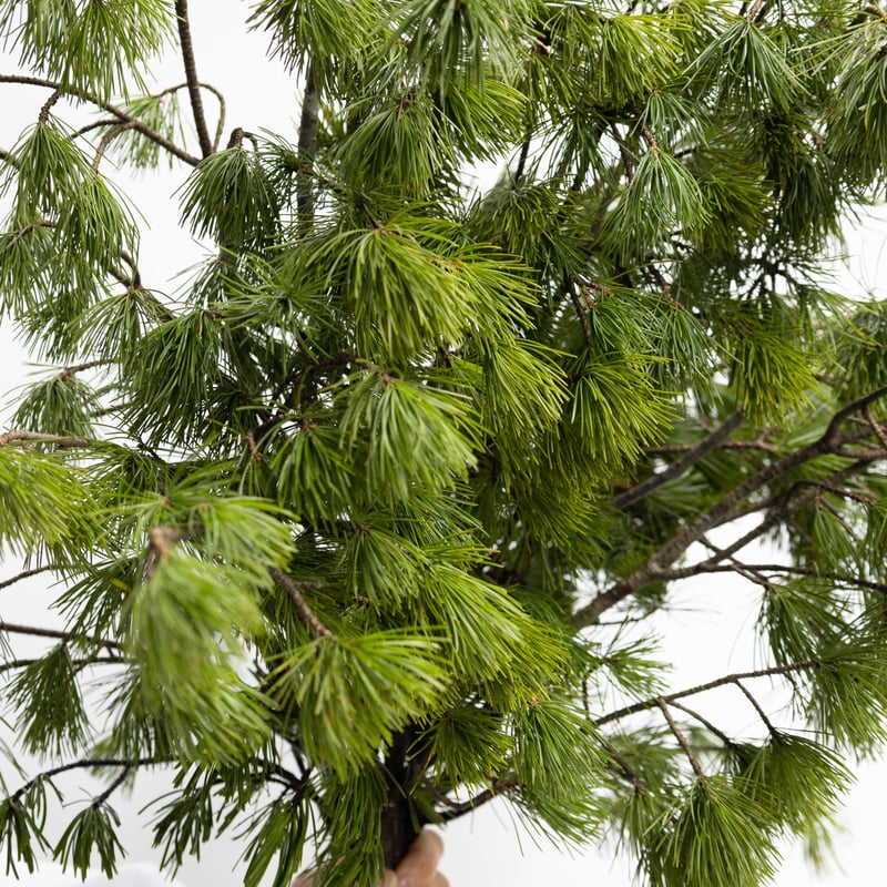 五葉松❷ 五葉松盆栽 模様木 No.a6-9 | 五葉松 専門盆栽園 松風園(しょう