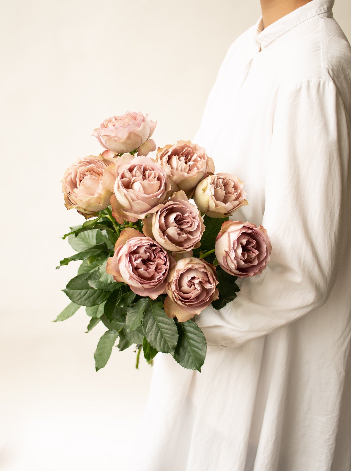 堀木園芸「ソルファ」 | tokyo_shokubutsu_zufu