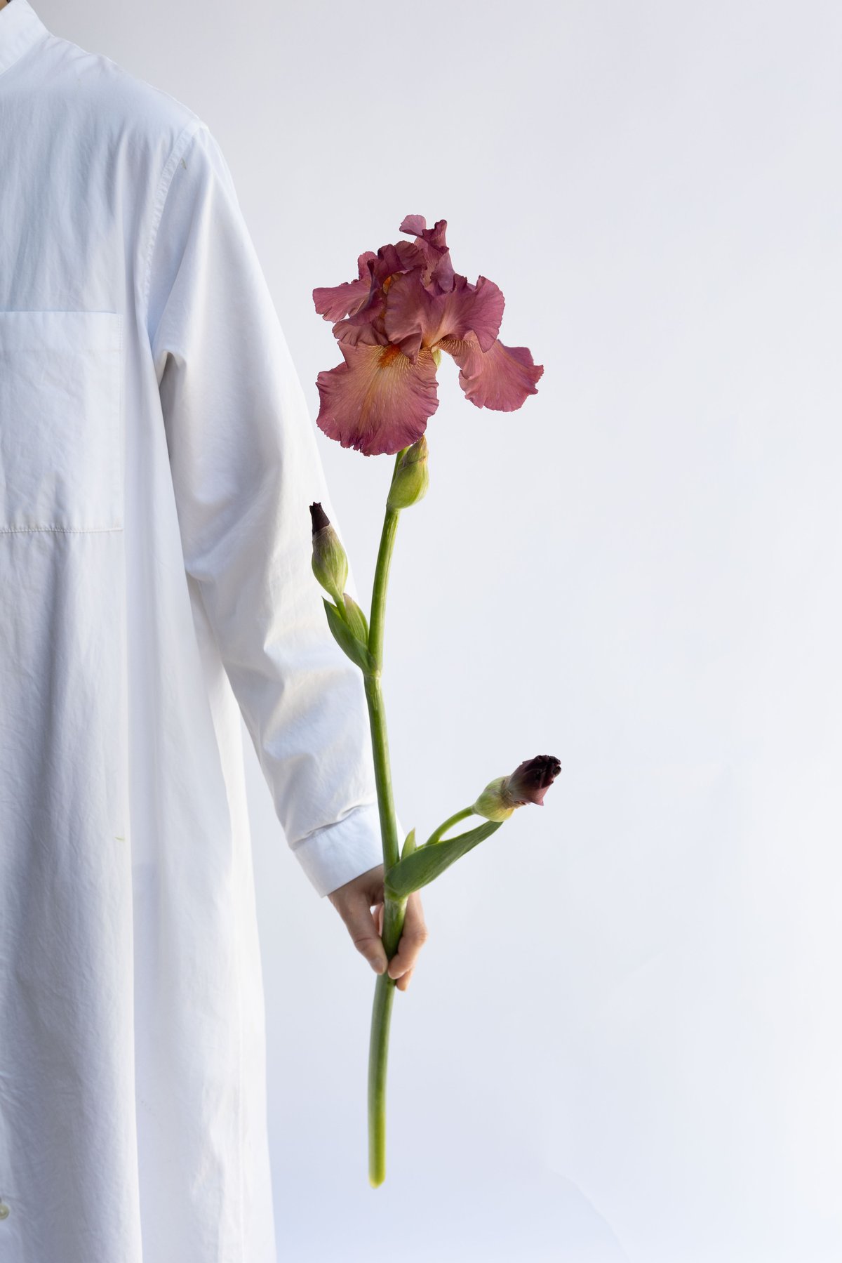 ruiジャーマンアイリス ジャーマンアイリス(German iris)【かぎけんWEB】