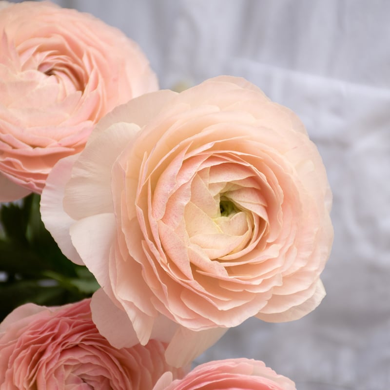 ラナンキュラス「ひらひら」 | tokyo_shokubutsu_zufu