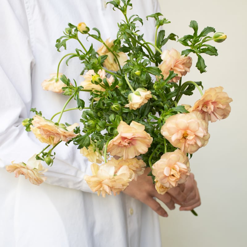 me ラナンキュラスラックス ヘスティア アリアドネ 白藤『麝香藤』♪ 2鉢セット】ラナンキュラス ラックス〔アリアドネ／ヘスティア